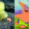 SpongeBob e Patrick reali